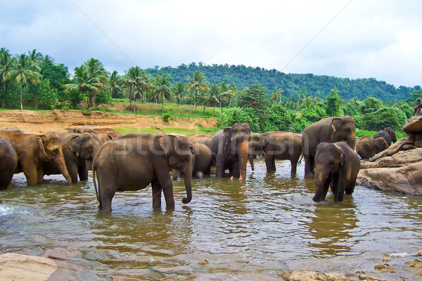 flock of elephants in the river  Stock photo © meinzahn