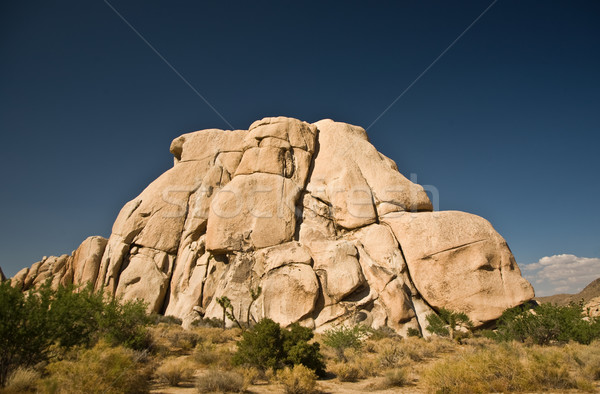 Scenic rocks and trees in Joshua tree national park Stock photo © meinzahn