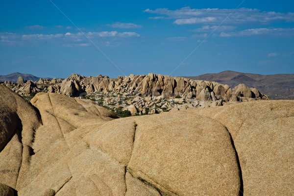 Scenic rocks and trees in Joshua tree national park Stock photo © meinzahn