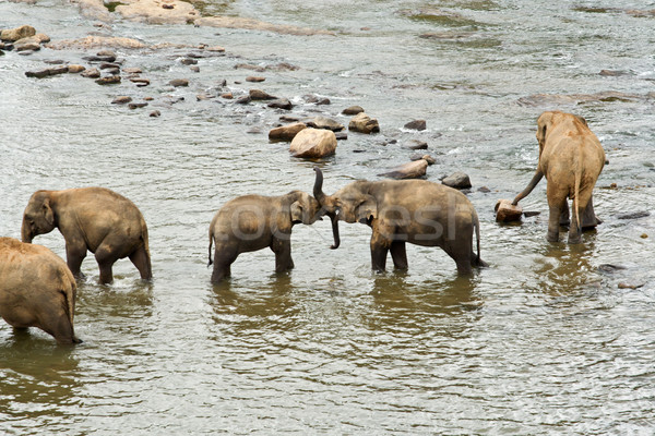 elephants in the river Stock photo © meinzahn