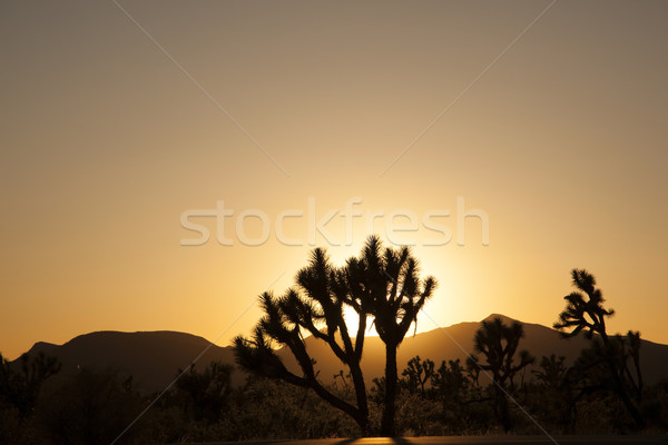árbol puesta de sol árboles montanas dorado paisaje Foto stock © meinzahn
