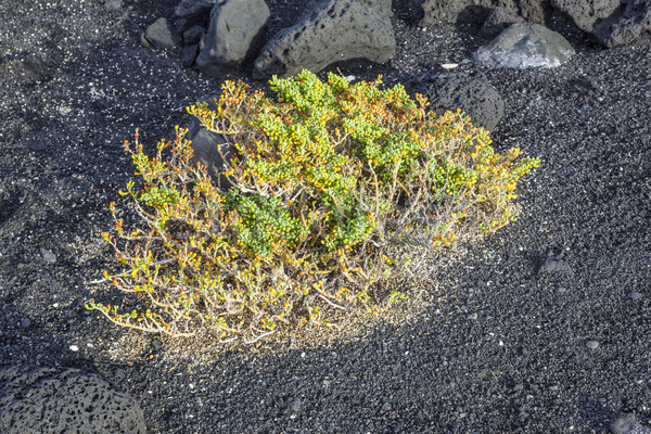 sparse vegetation at volcanic stones Stock photo © meinzahn