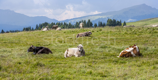 cows grazing at the meadow at Rolle Pass  Stock photo © meinzahn