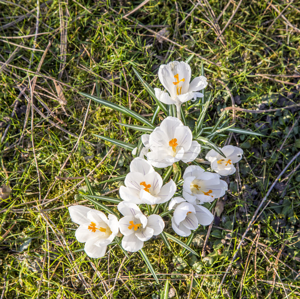 crocus is one of the first spring flowers Stock photo © meinzahn