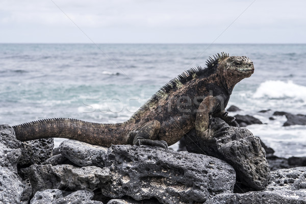 Stock photo: marine Iguana at the beach