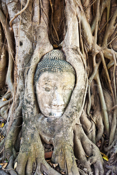 buddha face covered by roots Mahathat temple Stock photo © meinzahn