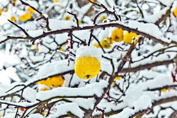 Rijp appels opknoping tak gedekt eerste Stockfoto © meinzahn