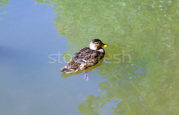 ducks swimming in the lake Stock photo © meinzahn