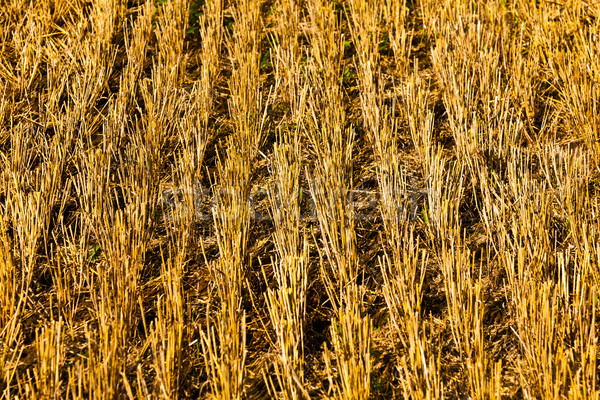 bale of straw on field  Stock photo © meinzahn