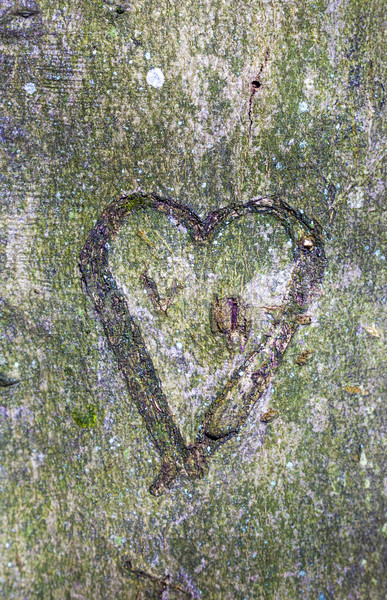 heart carved in tree  Stock photo © meinzahn