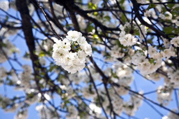 Közelkép ág virágzik tavasz fehér égbolt Stock fotó © meinzahn