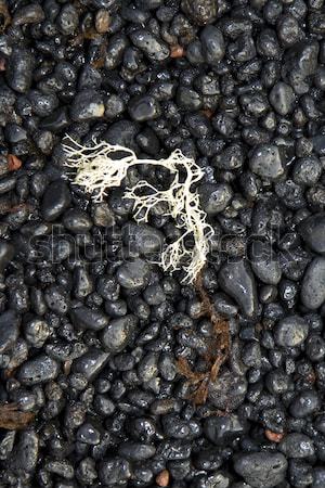 beautiful structure with sea flora at the vulcanic black beach Stock photo © meinzahn