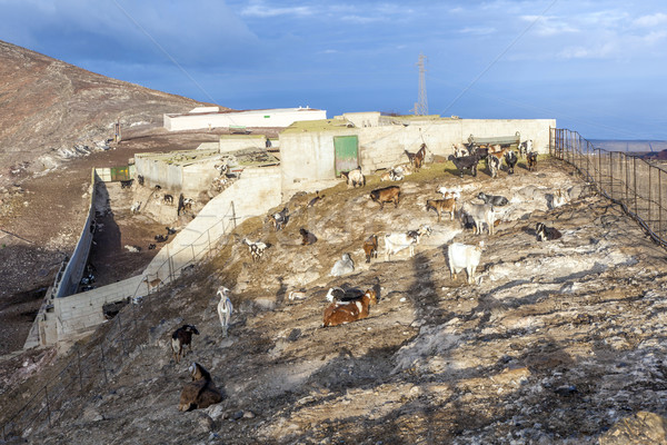 flock of goats in the mountains Stock photo © meinzahn