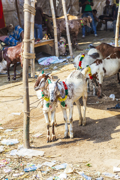 Caprine bazar faţă animale piaţă Imagine de stoc © meinzahn