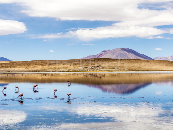 Laguna Kara salt lake with reflection of the mountain, Eduardo A Stock photo © meinzahn