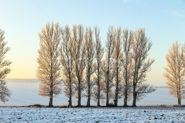 Biały lodowaty drzew śniegu pokryty krajobraz Zdjęcia stock © meinzahn