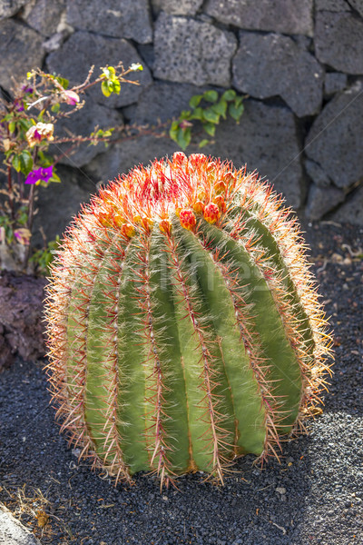 Cactuses in Lanzarote, Spain Echinocactus grusonii (Golden Barre Stock photo © meinzahn