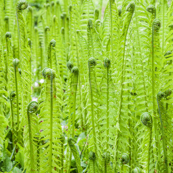 Piękna paproci łące roślin makro emocji Zdjęcia stock © meinzahn