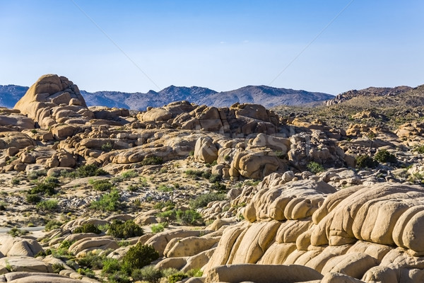 scenic  rocks in Joshua Tree National Park Stock photo © meinzahn