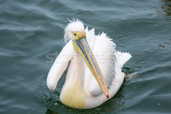 Pelican close-up portrait in the Walvisbay harbor in Namibia, on Stock photo © meinzahn