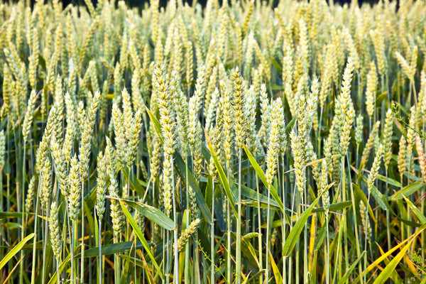 corn field with spica in detail Stock photo © meinzahn