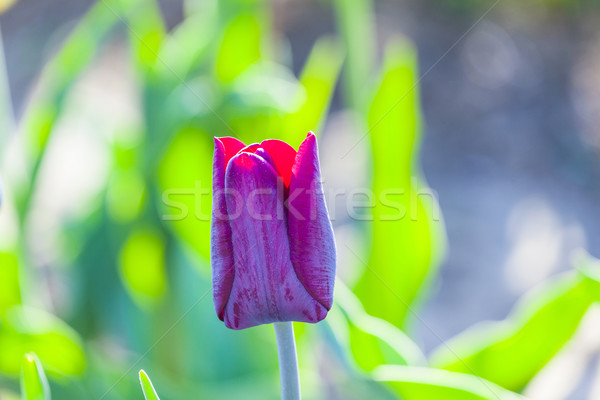 Foto stock: Primavera · campo · colorido · tulipanes · Pascua