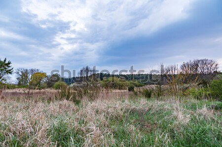 reed landscape in Usedom Stock photo © meinzahn