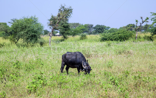 Indian vacă luncă alimente câmp grup Imagine de stoc © meinzahn