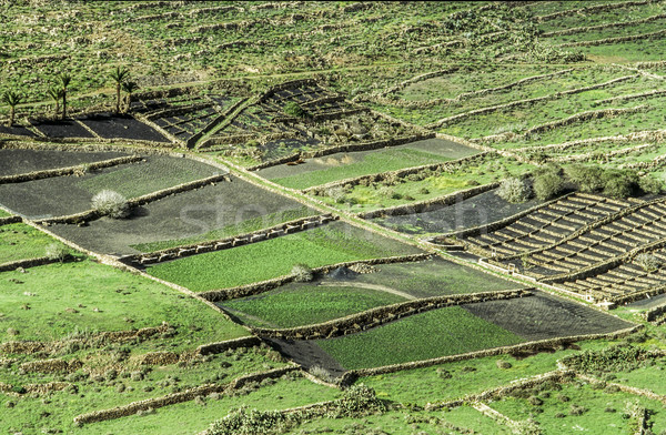 fields in Lanzarote on black volcanic soil Stock photo © meinzahn