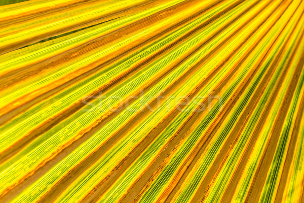 Palmen harmonische Schatten Natur Schönheit Palmen Stock foto © meinzahn