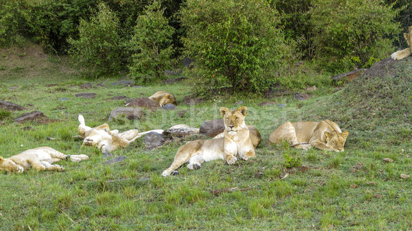 lion family relaxes in Masai Mara National Park. Stock photo © meinzahn