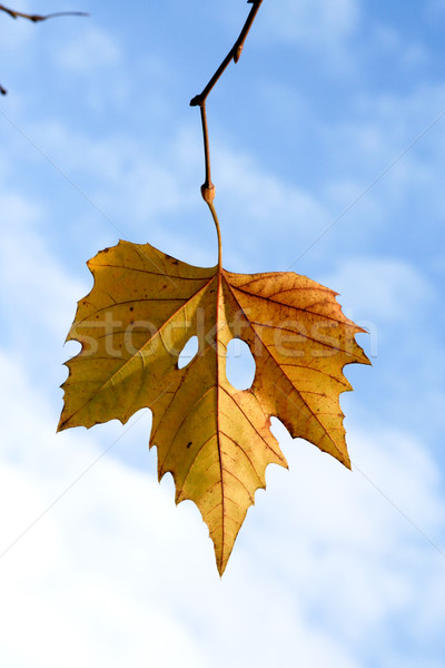 beautiful leaves in autumn color, Indian summer Stock photo © meinzahn