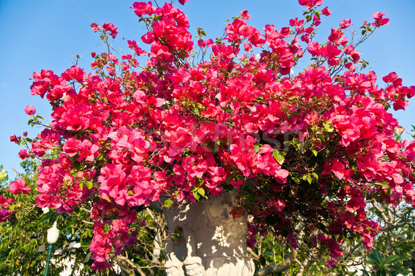 Belo flores parque estrondo dor palácio Foto stock © meinzahn