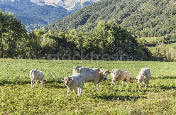 cows grazing at the meadow in the Alpes Stock photo © meinzahn