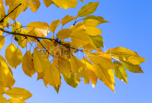 cherry tree leaves under blue sky in harmonic autumn colors Stock photo © meinzahn