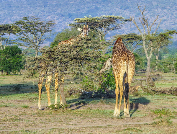 Giraffe in Masai Mara National Park. Stock photo © meinzahn