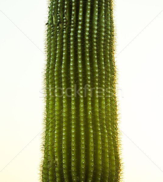 sunset with beautiful green cacti in landscape  Stock photo © meinzahn