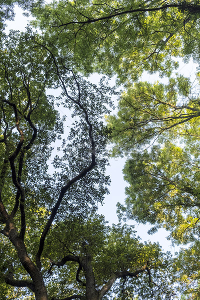 Alto caduco árboles forestales cielo azul madera Foto stock © meinzahn