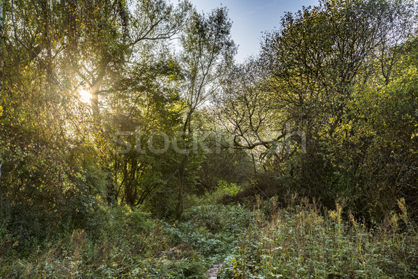 sunrise in rural Eifel landscape  Stock photo © meinzahn