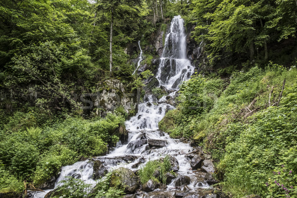 Bach Wald Steine bedeckt Moos wenig Stock foto © meinzahn