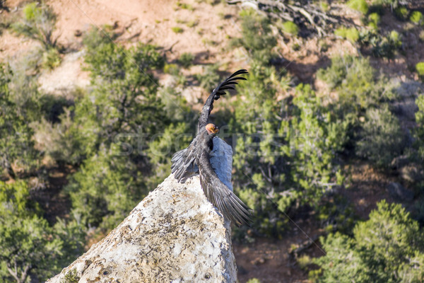 vulture in the Great Canyon near Maricopa Point, they carry a ho Stock photo © meinzahn