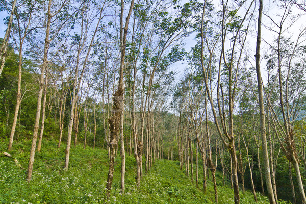 rubber tree plantation in Thailand Stock photo © meinzahn