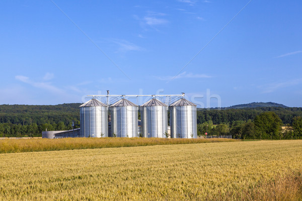 four silver silos in corn field  Stock photo © meinzahn
