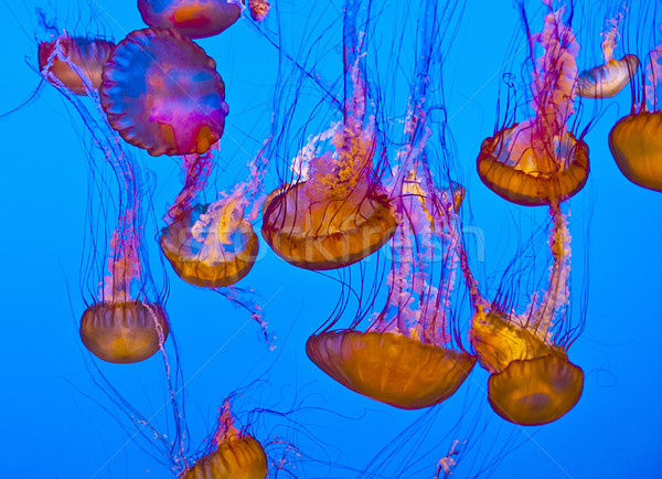 jelly fish in the blue ocean Stock photo © meinzahn