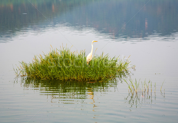 stork at grass at the Man Sagar Lake. Jaipur, Rajasthan, India. Stock photo © meinzahn