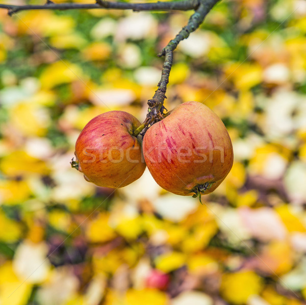 Voll Apfel Baum Garten Herbst Essen Stock foto © meinzahn