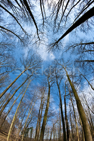 Spring tree crowns on deep blue sky Stock photo © meinzahn