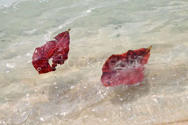 structure of leave remaining on a sandy white beach Stock photo © meinzahn