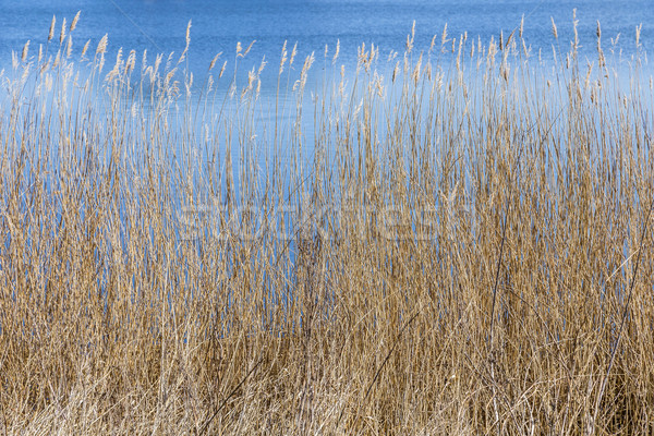  reed grass at the backwater   Stock photo © meinzahn