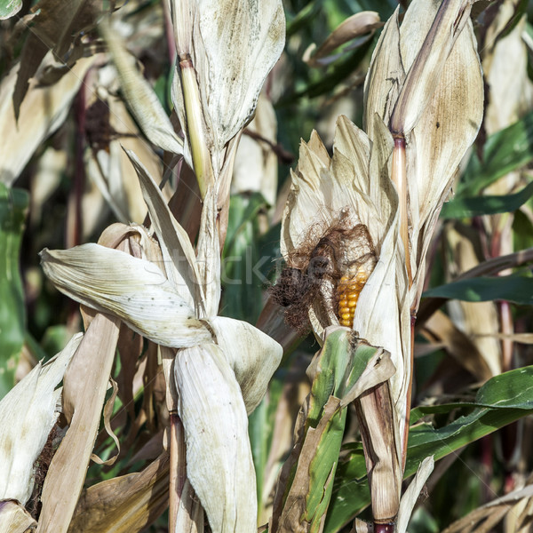 indian corn in field Stock photo © meinzahn
